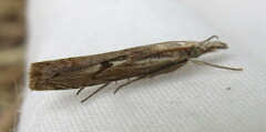 Agriphila geniculea