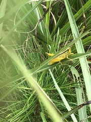 Mecostethus parapleurus