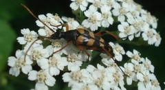Strangalia attenuata