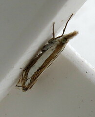 Crambus pascuella