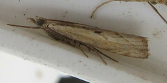 Agriphila
