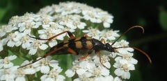 Strangalia attenuata