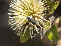 Lasioglossum viride