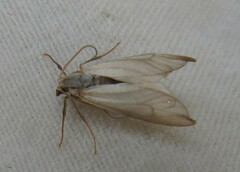 Acentria ephemerella