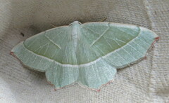 Campaea margaritaria