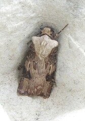 Agrotis puta