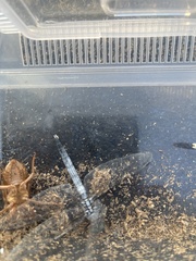 Orthetrum albistylum speciosum