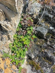 Aleuritopteris argentea