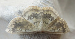 Cyclophora annularia