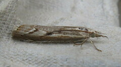Agriphila geniculea