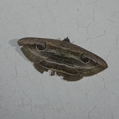 Spirama retorta