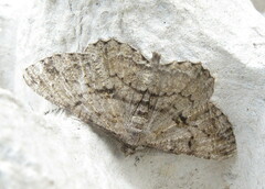 Peribatodes rhomboidaria