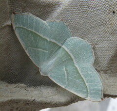 Campaea margaritaria