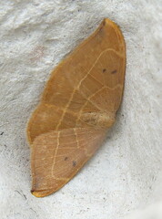Watsonalla binaria