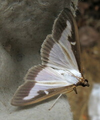 Cydalima perspectalis