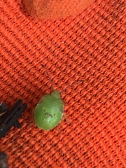 Acanthosoma haemorrhoidale