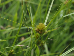 Carex bohemica