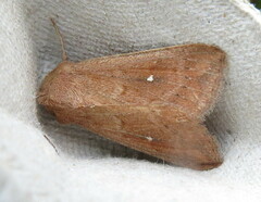 Mythimna albipuncta