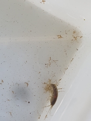Gammarus roeselii