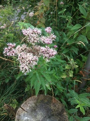 Eupatorium cannabinum