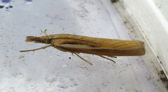 Agriphila tristella