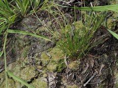 Eleocharis ovata