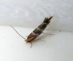Cameraria ohridella