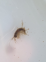 Gammarus roeselii