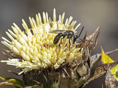 Lasioglossum viride