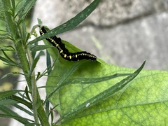 Oraesia emarginata