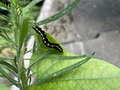 Oraesia emarginata