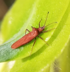 Tingidae