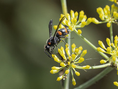 Ancistrocerus haematodes