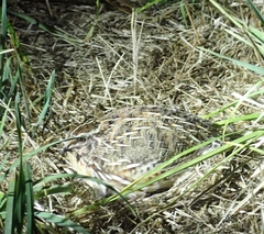 Coturnix coturnix