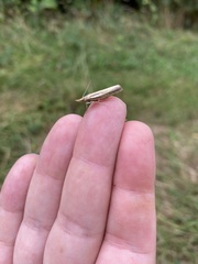 Agriphila tristella