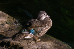 Aix galericulata