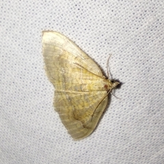 Camptogramma bilineata