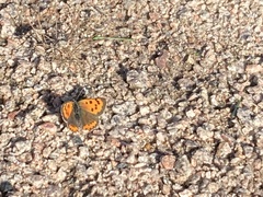 Lycaena phlaeas