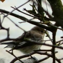 Ficedula hypoleuca