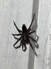 Araneae
