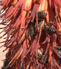 Apis mellifera capensis