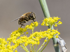 Eristalis tenax