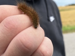 Phragmatobia fuliginosa