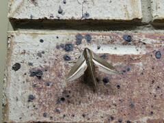 Theretra silhetensis