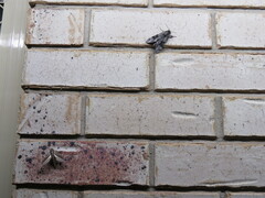 Theretra silhetensis