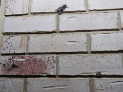 Theretra silhetensis