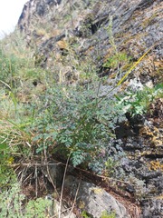Thalictrum foetidum