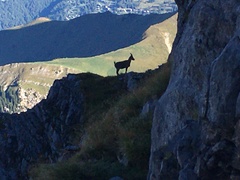 Capra ibex