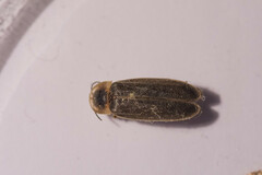 Nyctophila reichii