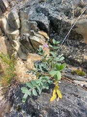 Astragalus laguroides